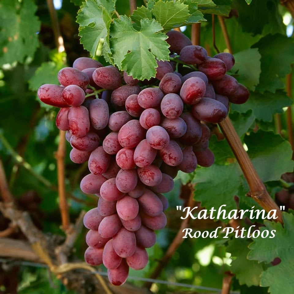 VIGNES: BLEUS, ROUGES et BLANCS, 12€/pc, 2 pièces pour 20€ !, Enlèvement ou Envoi, Printemps, Plein soleil, Plantes fruitières