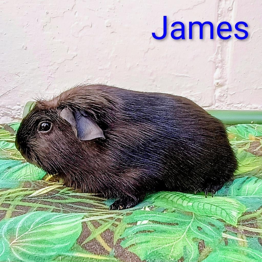 2 toffe cavia's beertjes zoeken forever home, Mars, Mâle, Cobaye