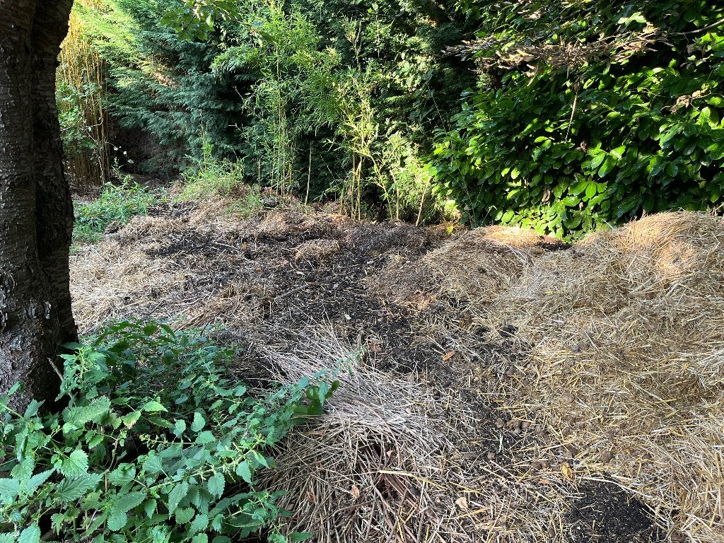 plantes, Ophalen of Verzenden, Vaste plant, Volle zon