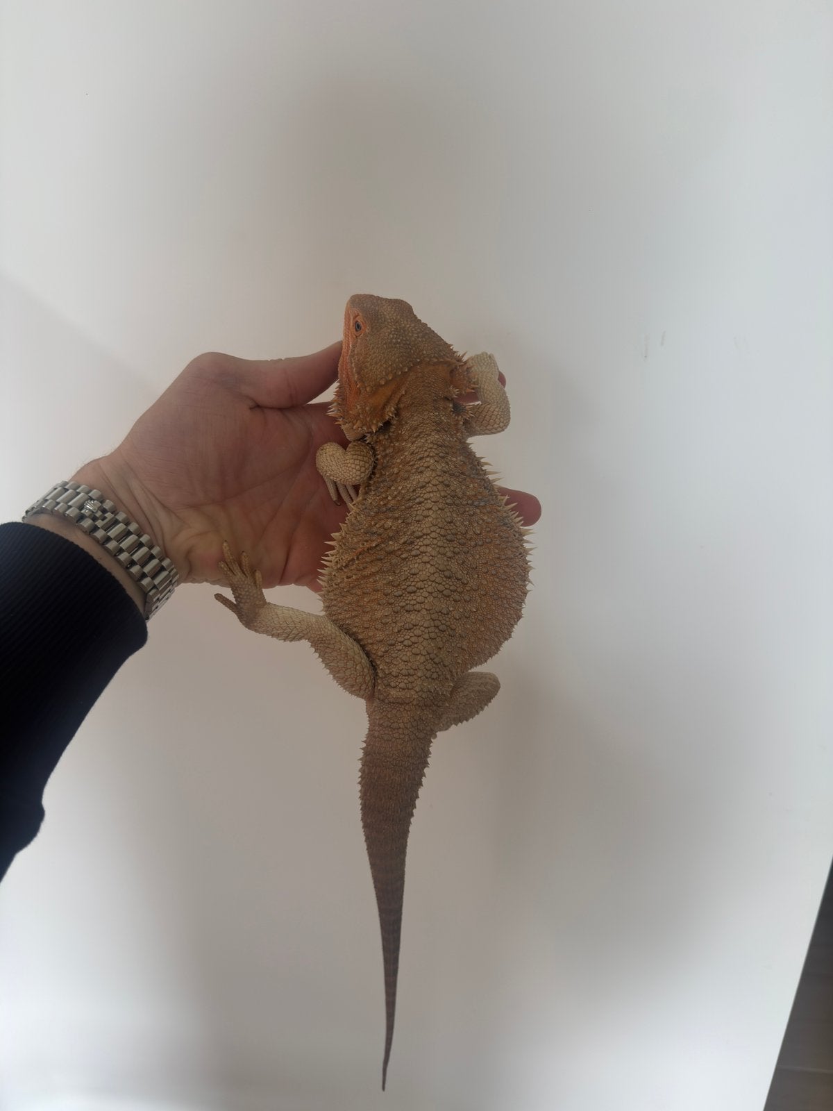 Baardagaam. Half monster het witblits, Dieren en Toebehoren