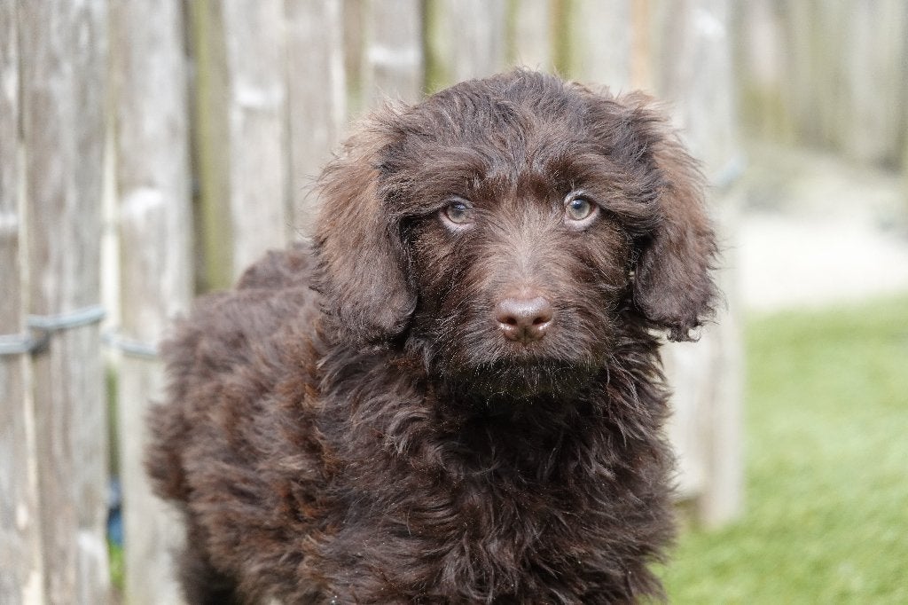 Chiots Labradoodle de petite et moyenne taille en chocolat, 15 semaines à 1 an, Parvovirose, Autres races, Éleveur | Professionnel