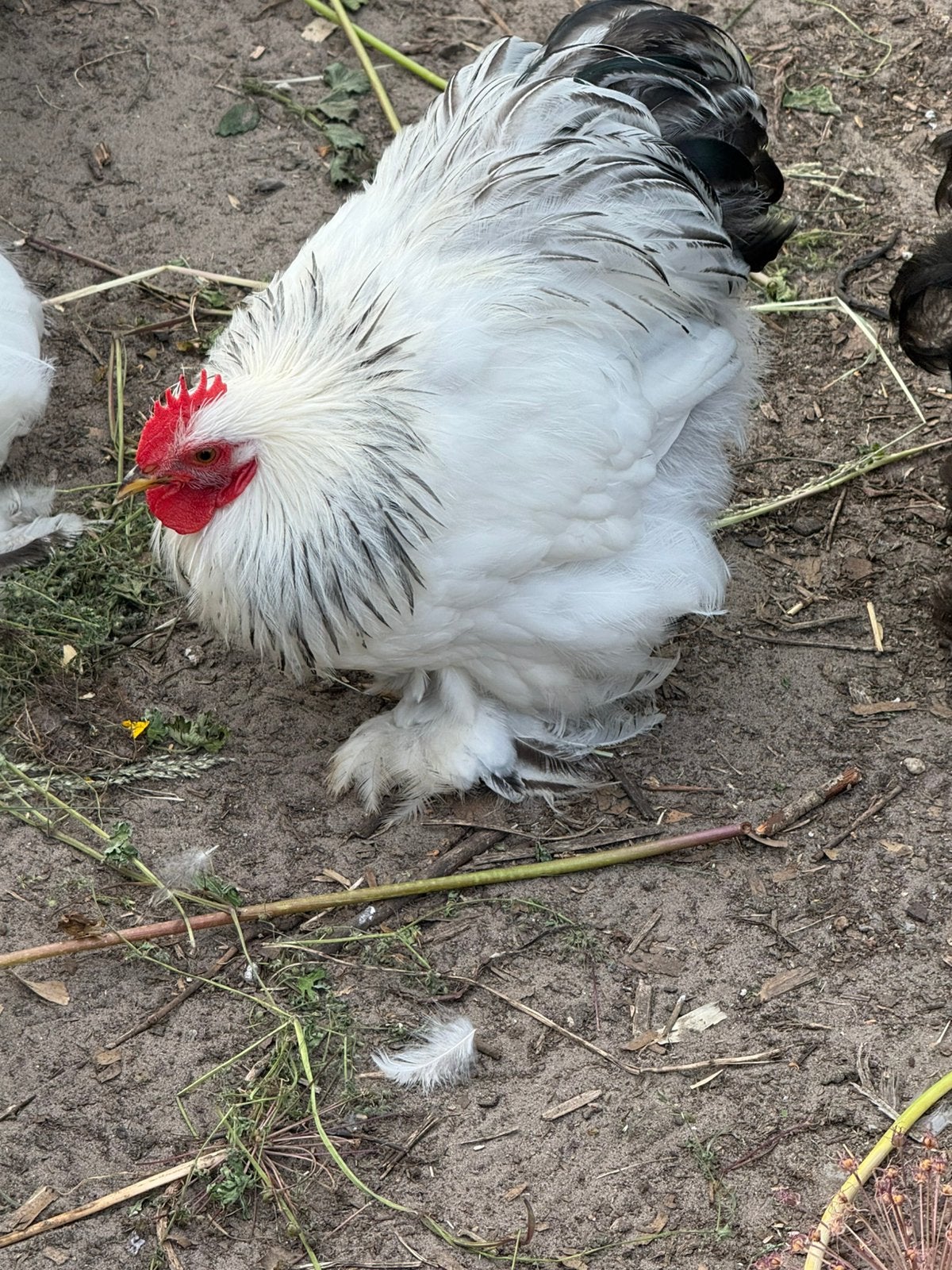 Trio cochinkrielen wit-zwartcolumbia, Dieren en Toebehoren, Pluimvee