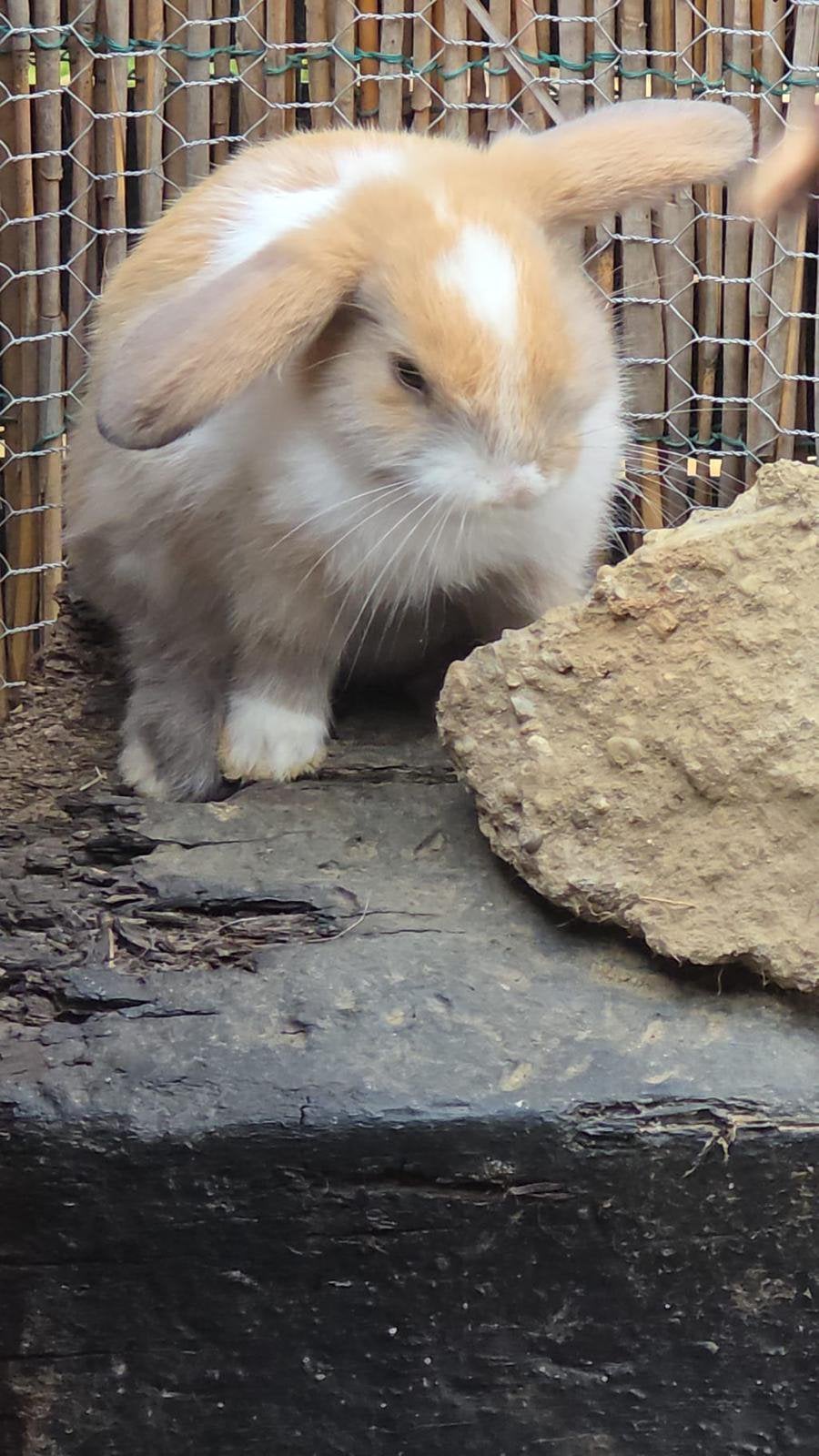 2 leeuwenkopjes konijnen te koop, Dieren en Toebehoren