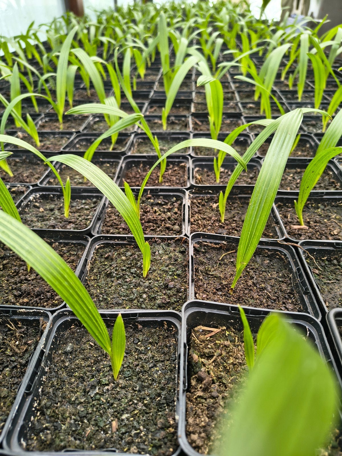 Mooie zaailingen palmbomen trachycarus fortunei eigen kweek, Ophalen