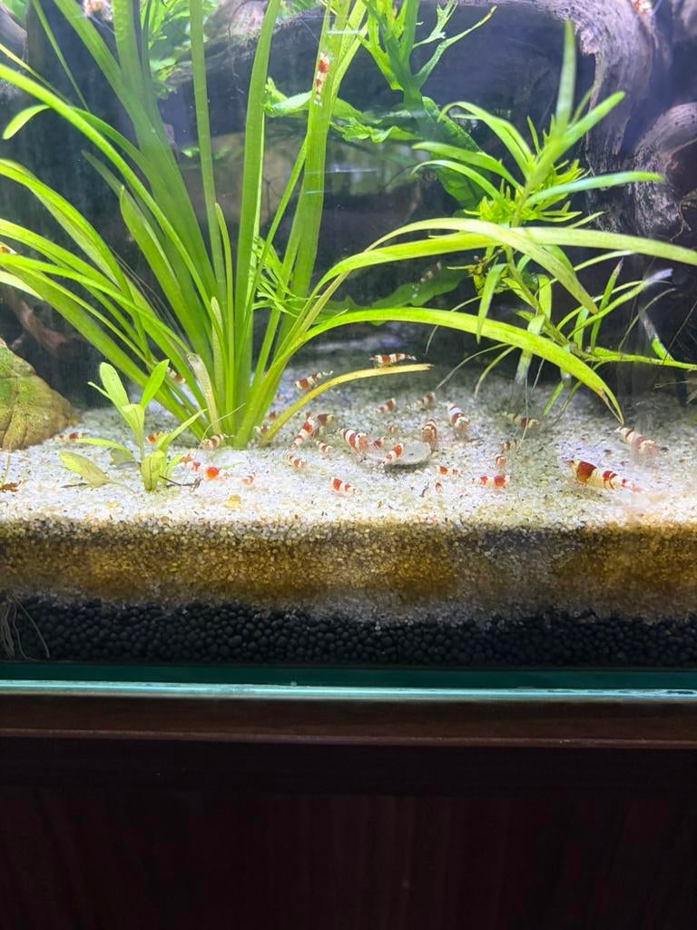 Red Tiger Garnalen, Dieren en Toebehoren, Ophalen, Zo goed als nieuw, Overige typen, Overige merken