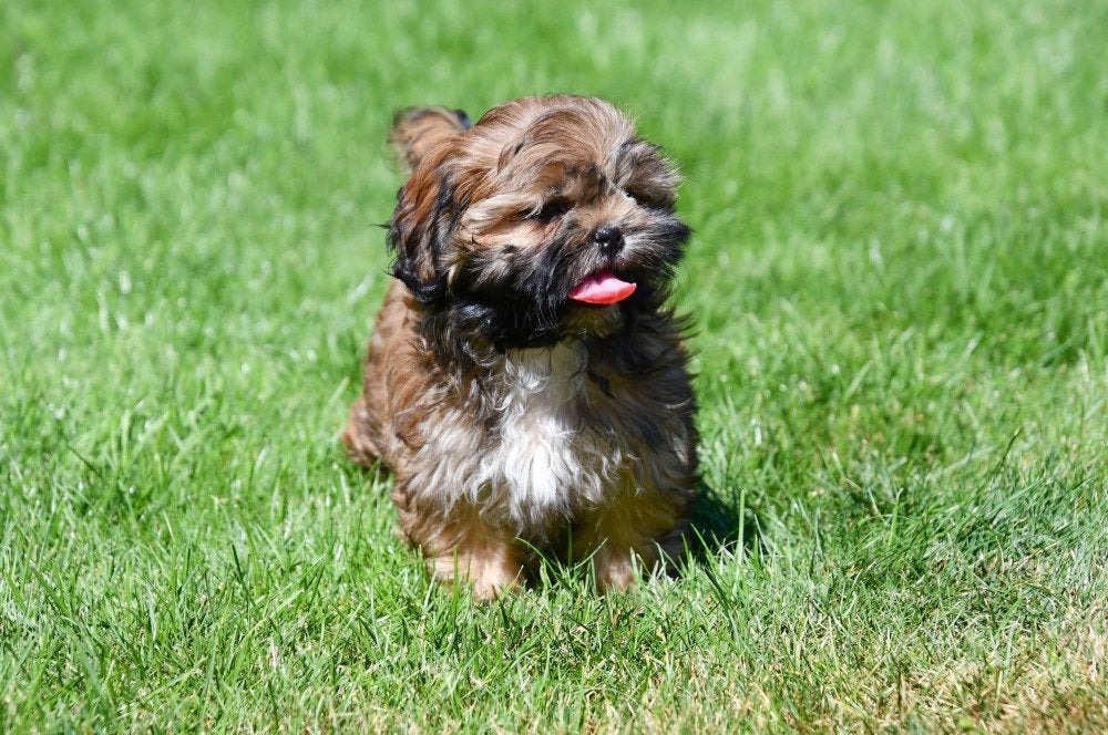 Shih Tzu pups te koop, Dieren en Toebehoren, België, Overige rassen, CDV (hondenziekte), 8 tot 15 weken