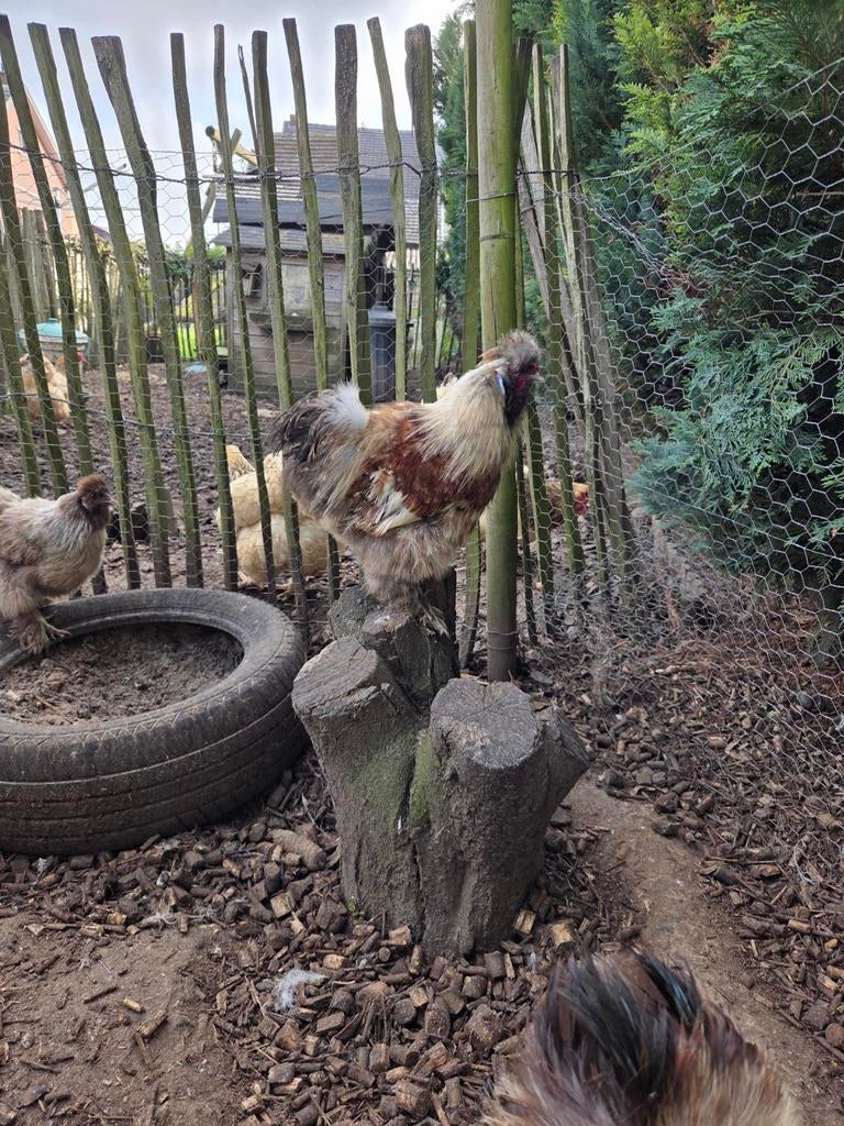 Zijdehoen haantjes patrijs, Dieren en Toebehoren