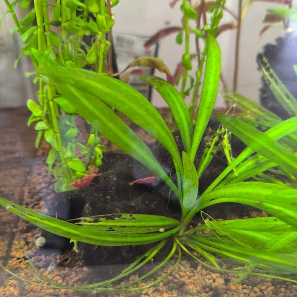 Aquarium + vissen (39liter), Dieren en Toebehoren, Ophalen, Superfish, Pomp, Gevuld zoetwateraquarium