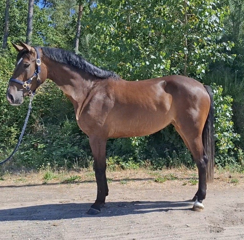 4 jarig kwaliteitsvol springpaard * Chique * KWPN, Dieren en Toebehoren, Paarden, Merrie, Springpaard, Zadelmak, 3 tot 6 jaar