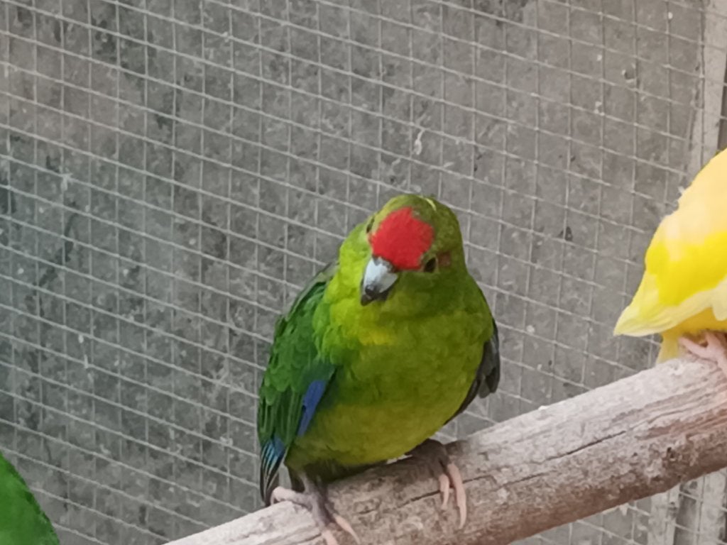 Kakariki ´s, Dieren en Toebehoren