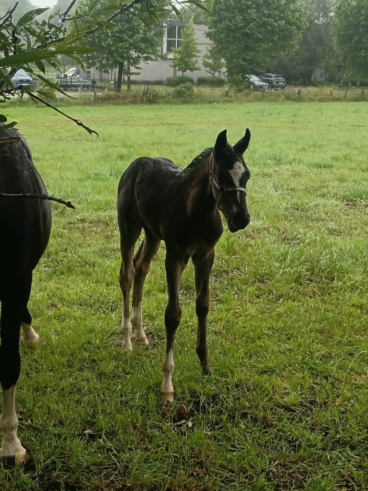 Prachtig groot hengsten veulen, Dieren en Toebehoren, Paarden, Gechipt, Minder dan 160 cm, 0 tot 2 jaar, Hengst