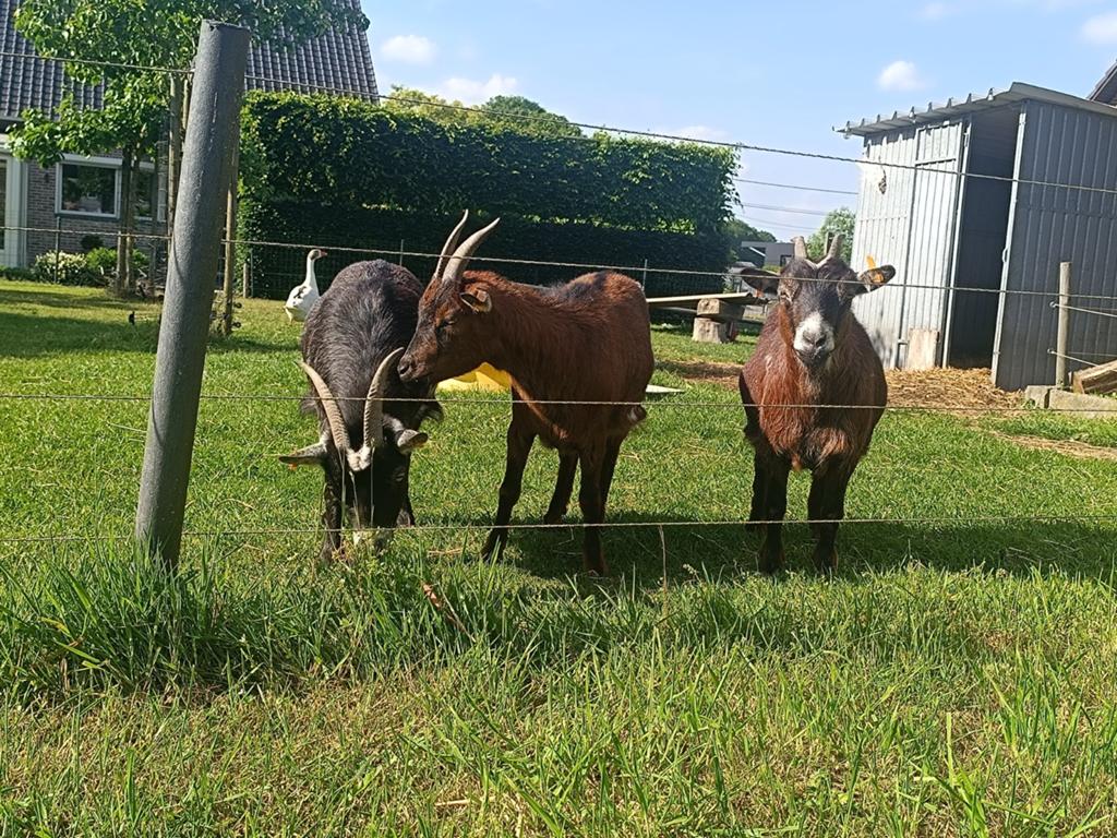 3 miekes, Animaux & Accessoires, Chevaux, Vermifugé