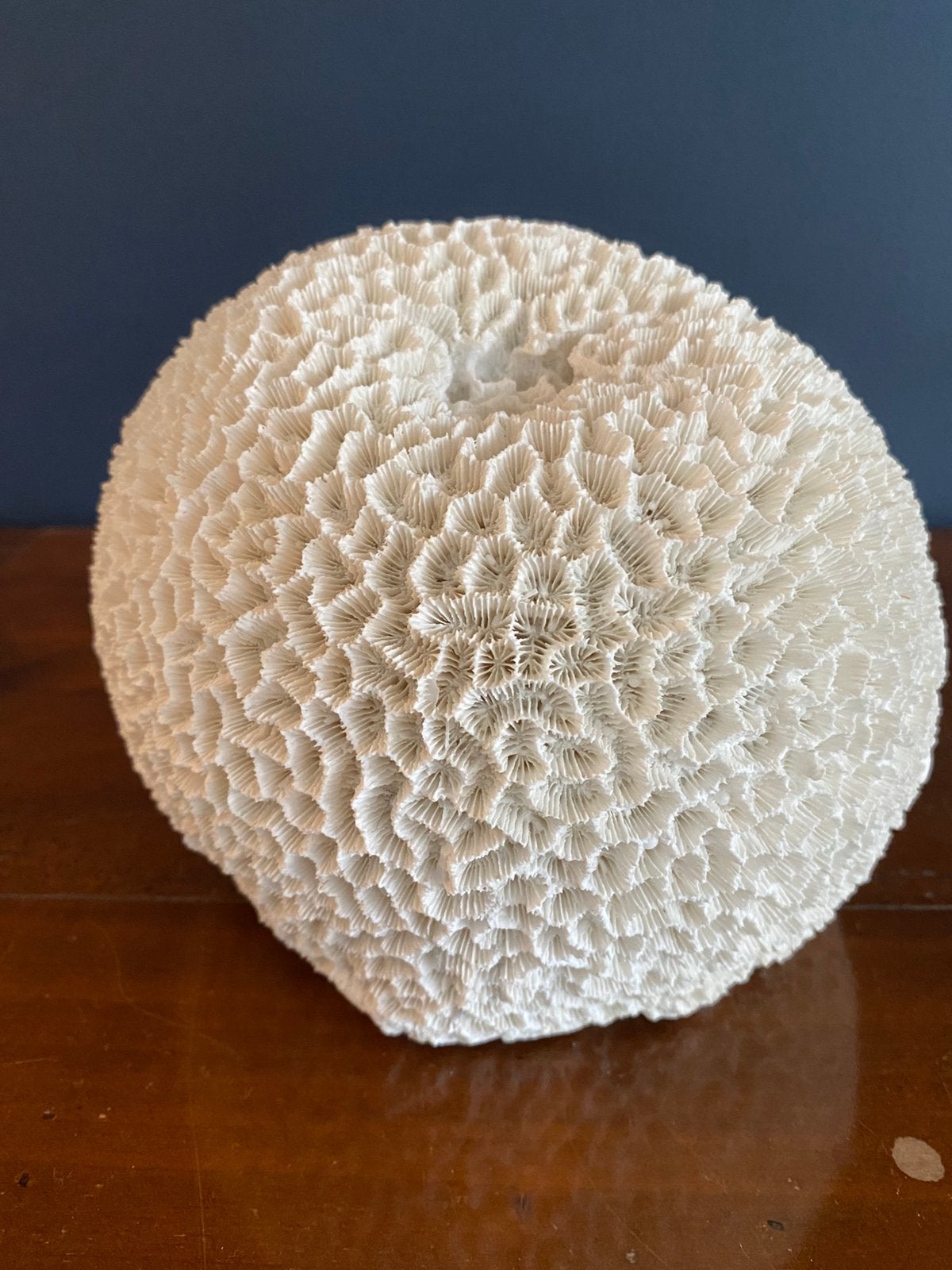 Grosse boule de corail, Enlèvement ou Envoi, Coquillage(s)