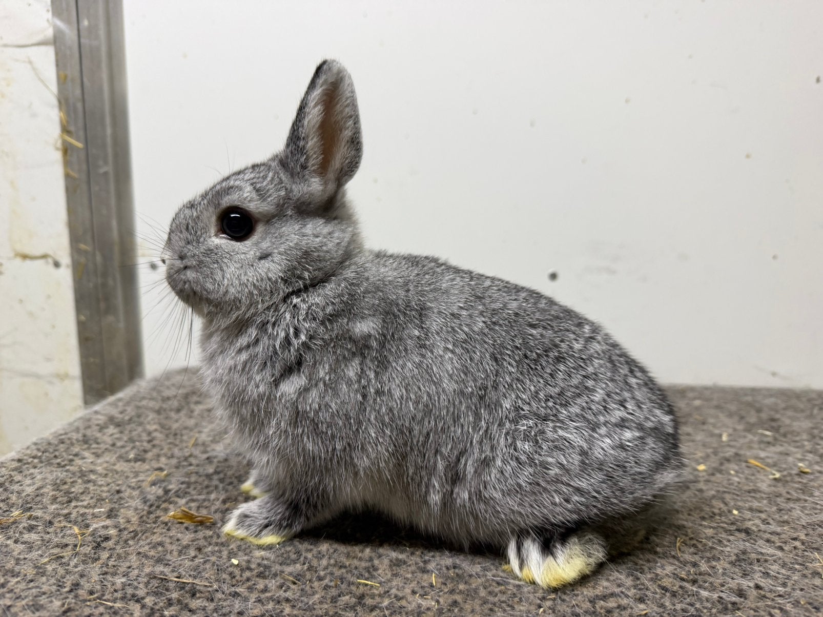 Kleurdwerg chinchilla voedstertje