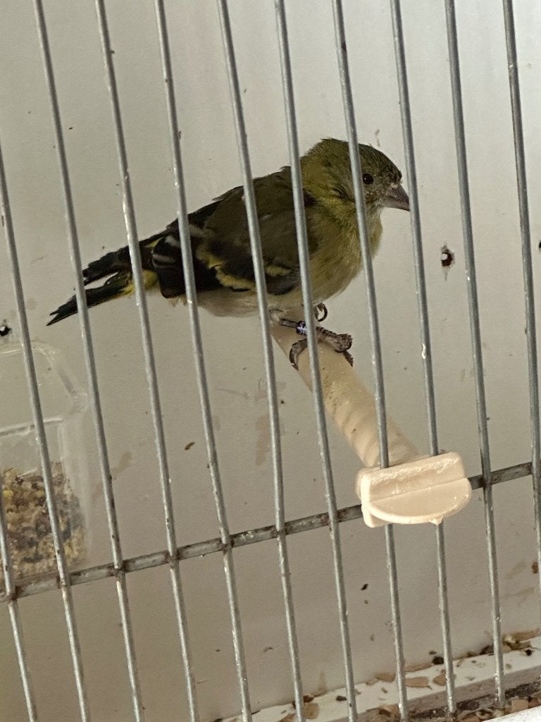 Zwartkopsijs pop, Dieren en Toebehoren, Vrouwelijk, Wildzangvogel, Geringd
