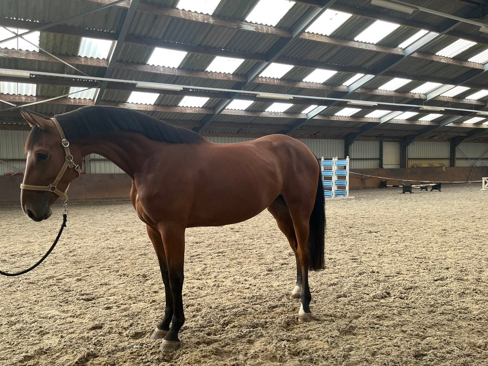 Prachtige 4 jarige springmerrie, Avec pedigree, 165 à 170 cm, Non dressé, Cheval de saut