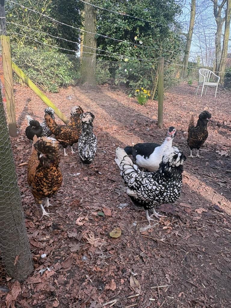 Broedeieren Padua kippen ( GRATIS VERZENDING), Dieren en Toebehoren, Kip