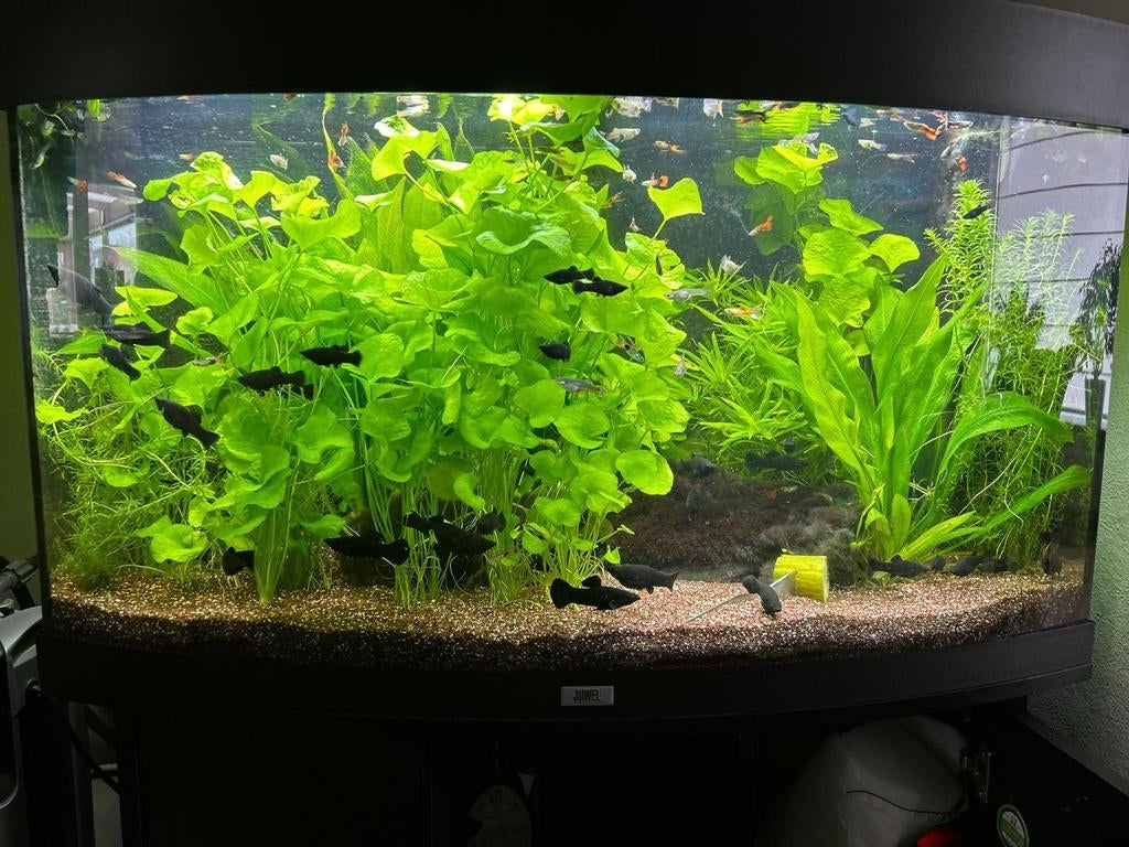 Guppy.vuurgarnaal,blackmolly, Dieren en Toebehoren, Ophalen