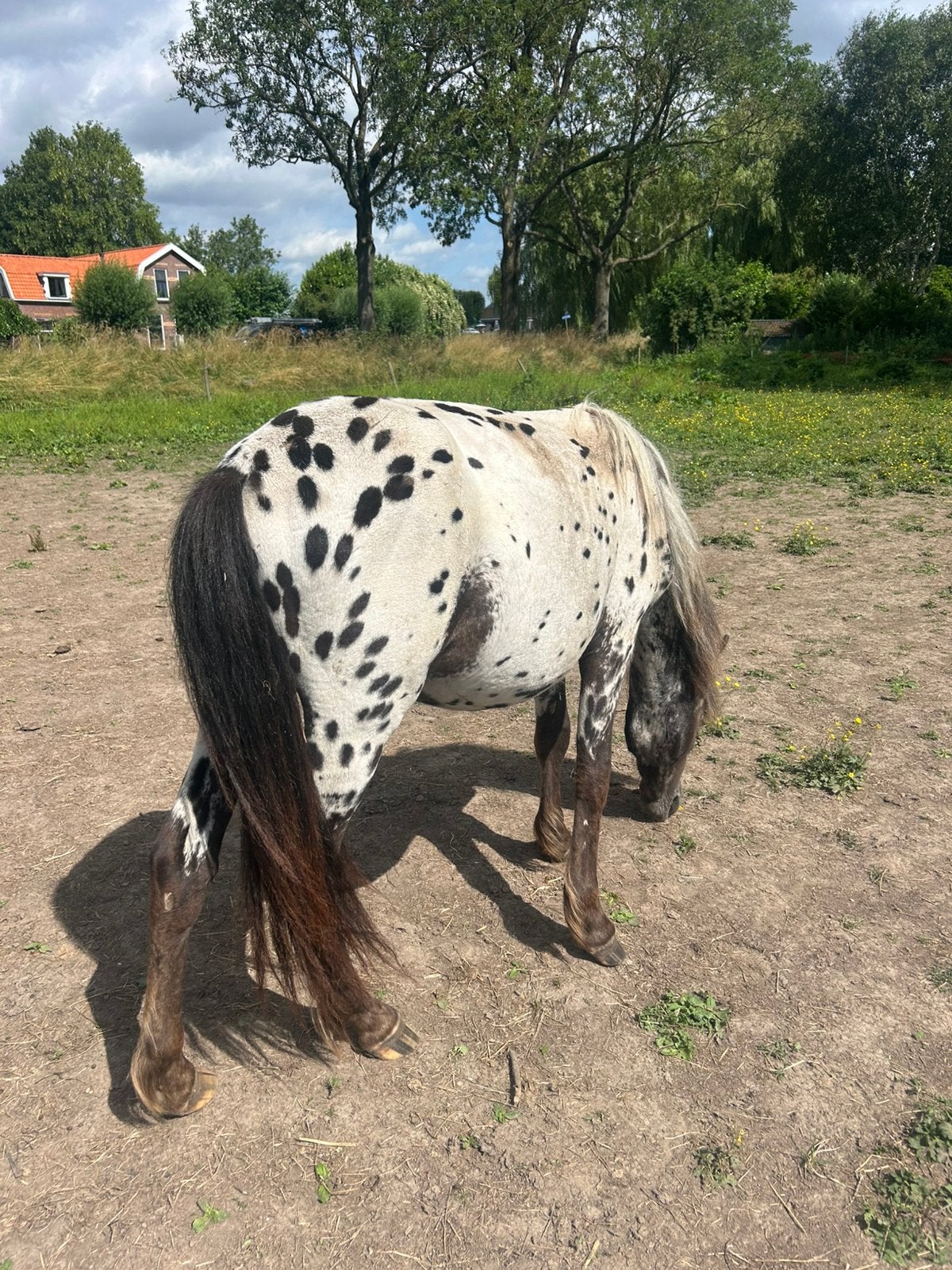 prachtige appaloosa hengst, Étalon, Avec pedigree