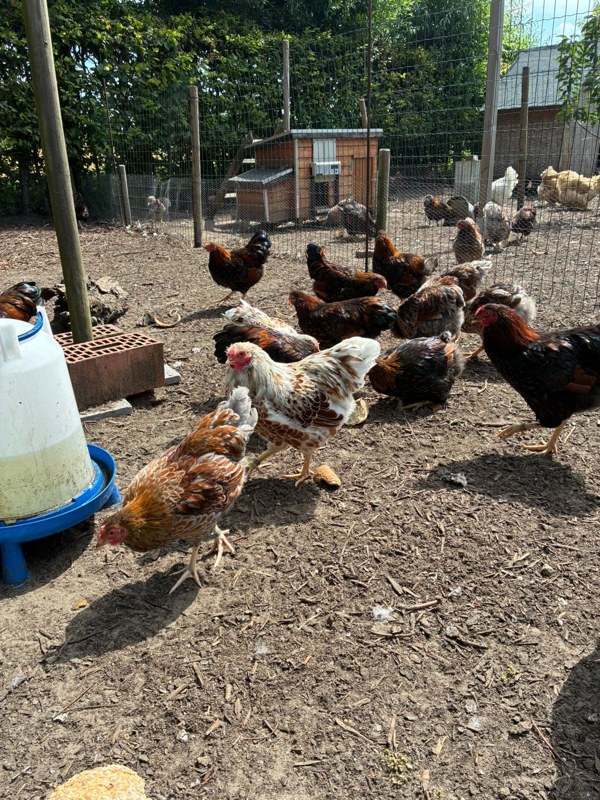 Wyandotte kriel, Dieren en Toebehoren, Pluimvee, Meerdere dieren, Kip