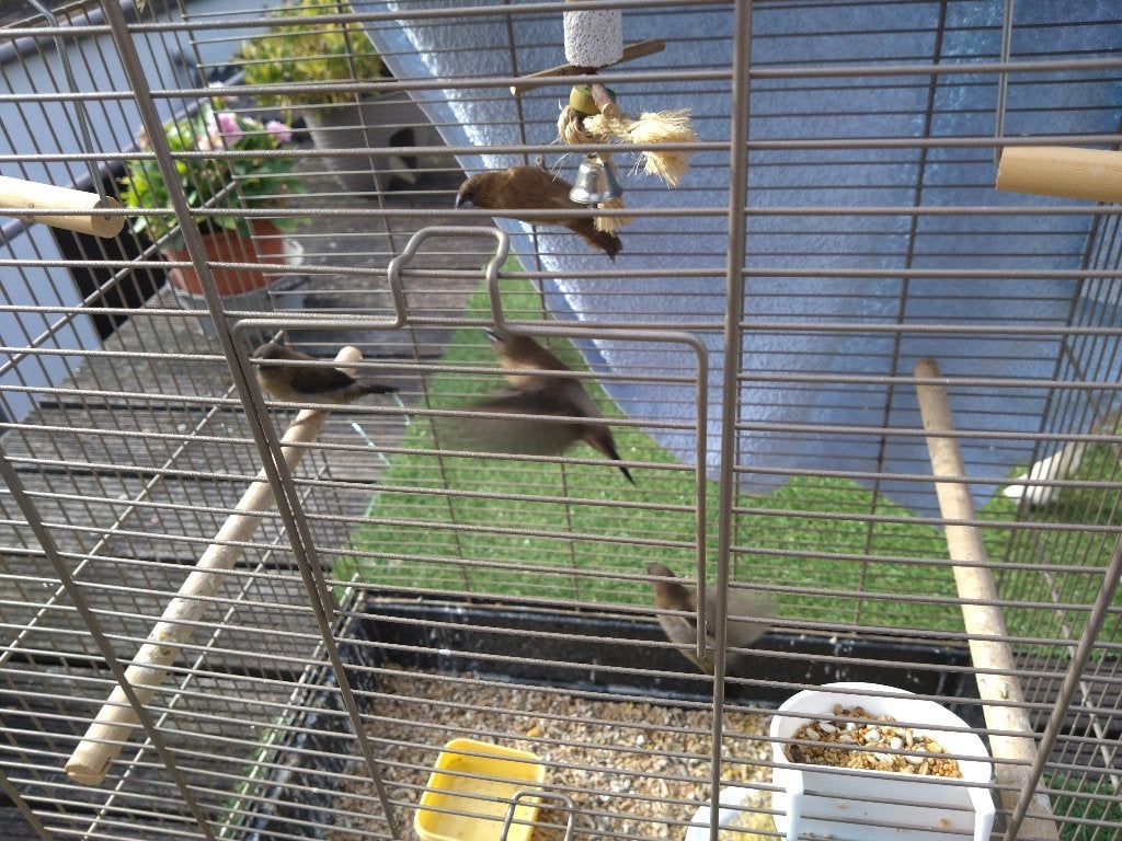 Bruine Japanse vogels, 1,5 maand, Sexe inconnu, Bâtard