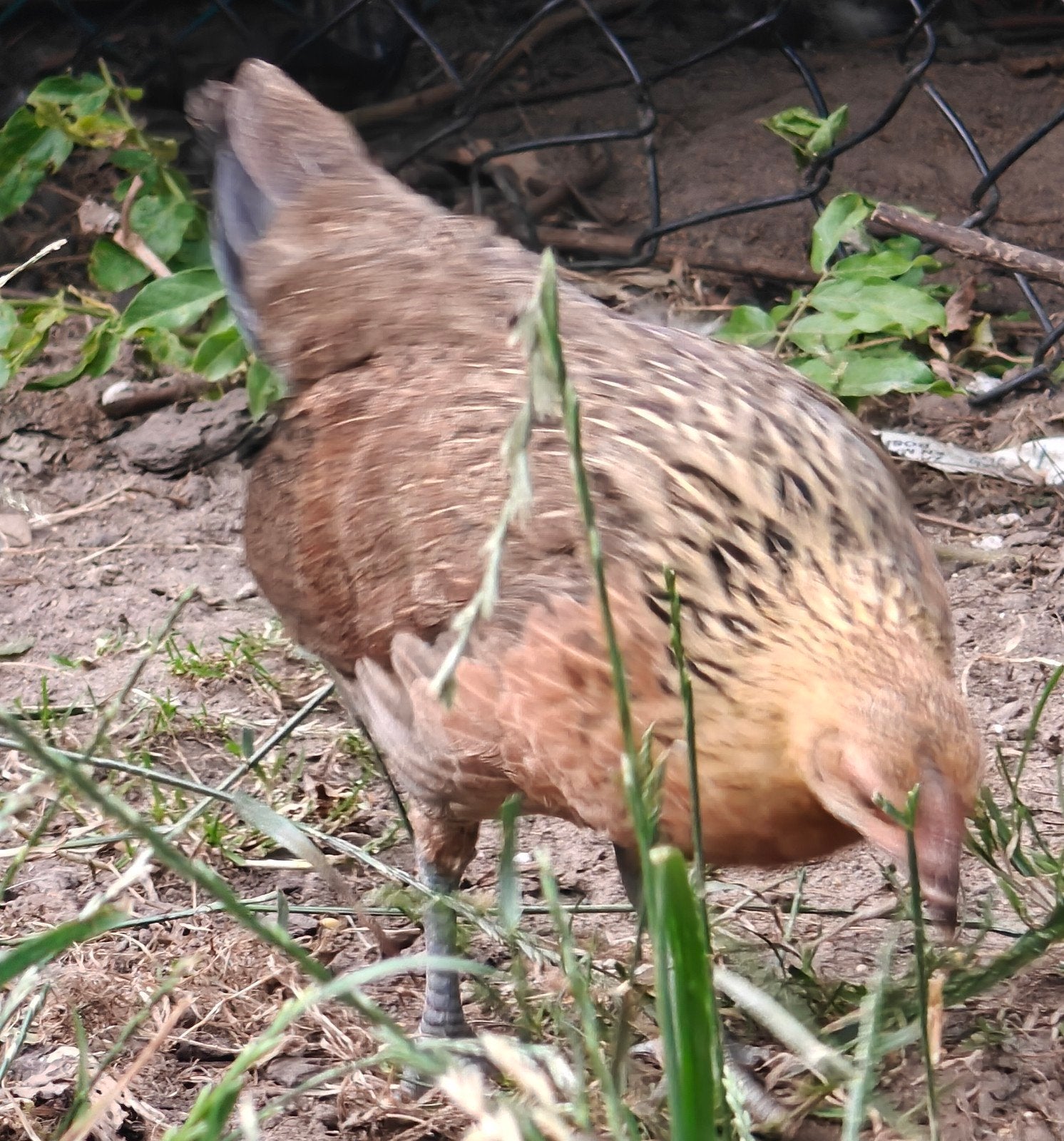 Waasse kriel, Dieren en Toebehoren, Pluimvee
