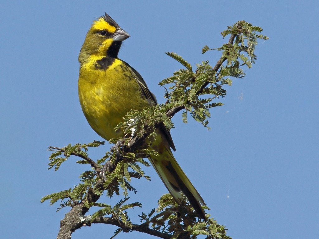 Groene kardinalen, Dieren en Toebehoren, Meerdere dieren, Tropenvogel, Geringd
