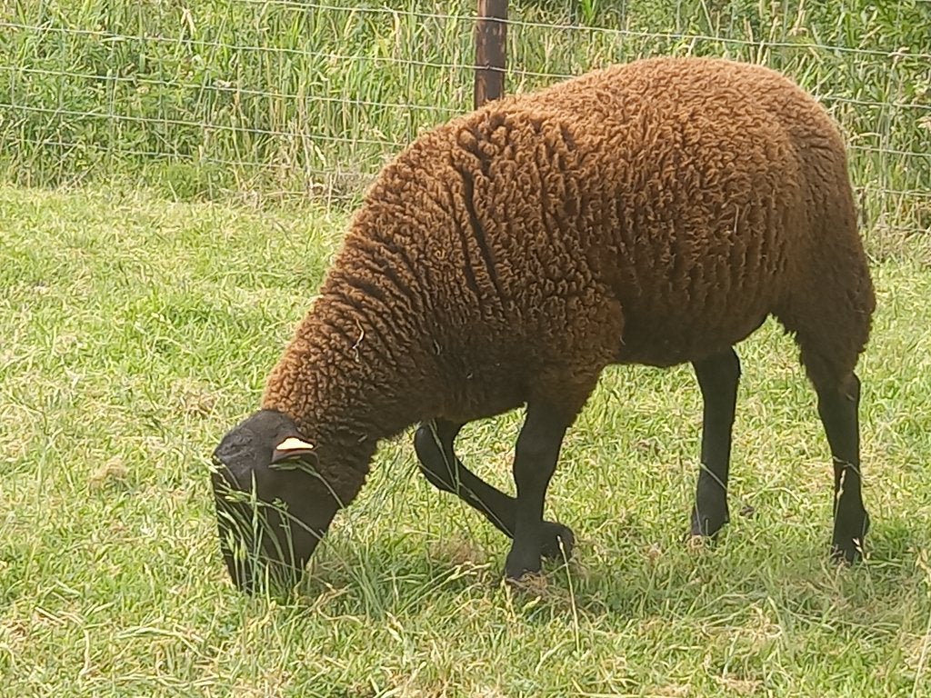 Moutons Swifter et Zwartbles à vendre, Animaux & Accessoires, Moutons, Chèvres & Cochons, Mouton