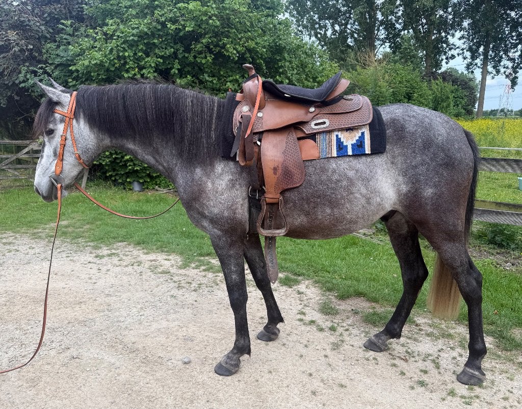 Knappe 5 jarige ruin, Animaux & Accessoires, Chevaux, Vermifugé, Hongre, Débourré, Moins de 160 cm