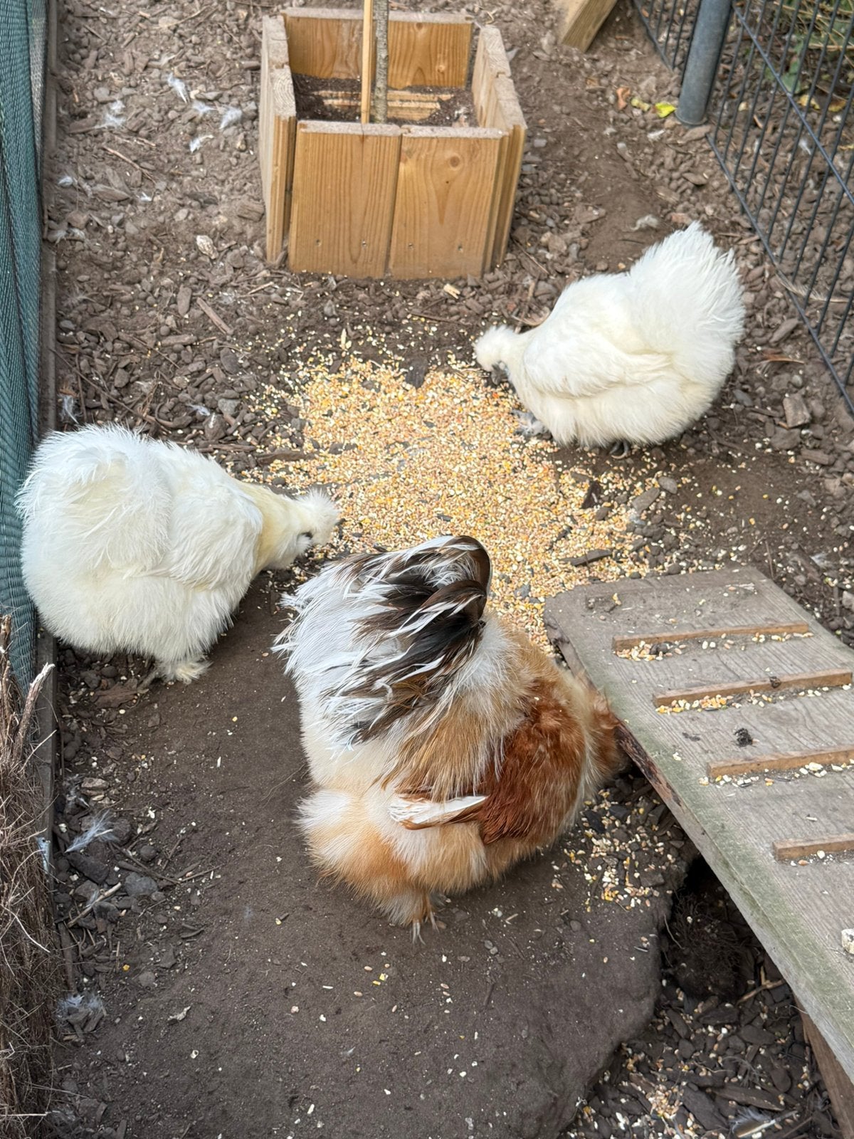 Zijdehoenders, Dieren en Toebehoren, Meerdere dieren, Kip