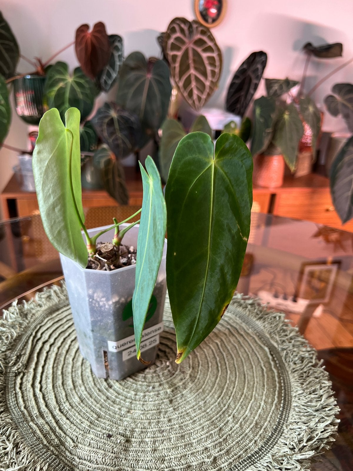 Anthurium Queremalense, Enlèvement ou Envoi