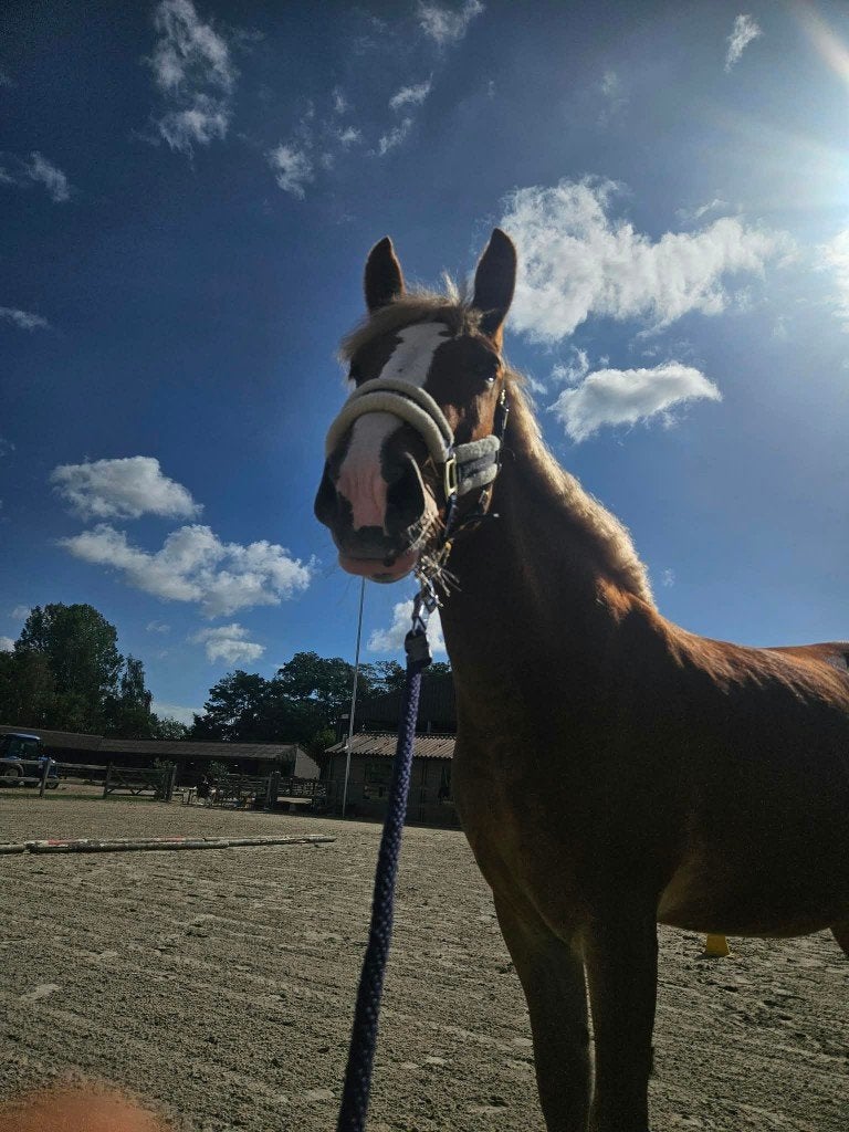 Wij bieden een halve stal aan, Merrie, Springpony, Zadelmak, 3 tot 6 jaar