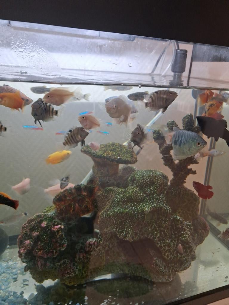 Aquarium met meer dan 60 vissen, Dieren en Toebehoren