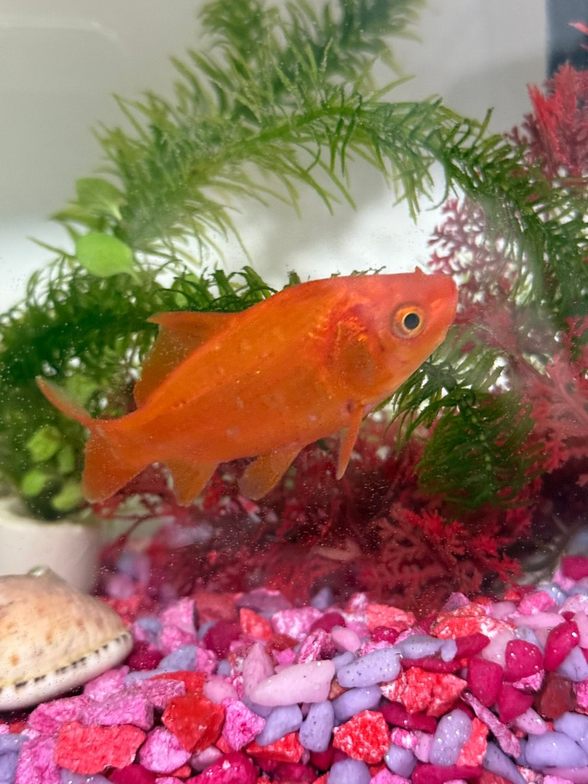 Goudvis te koop, Vis, Zoetwatervis