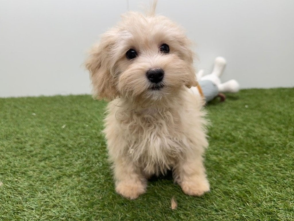 Chiots Maltipoo, 15 semaines à 1 an, Maladie de Carré (chiens), Petit, Éleveur | Professionnel