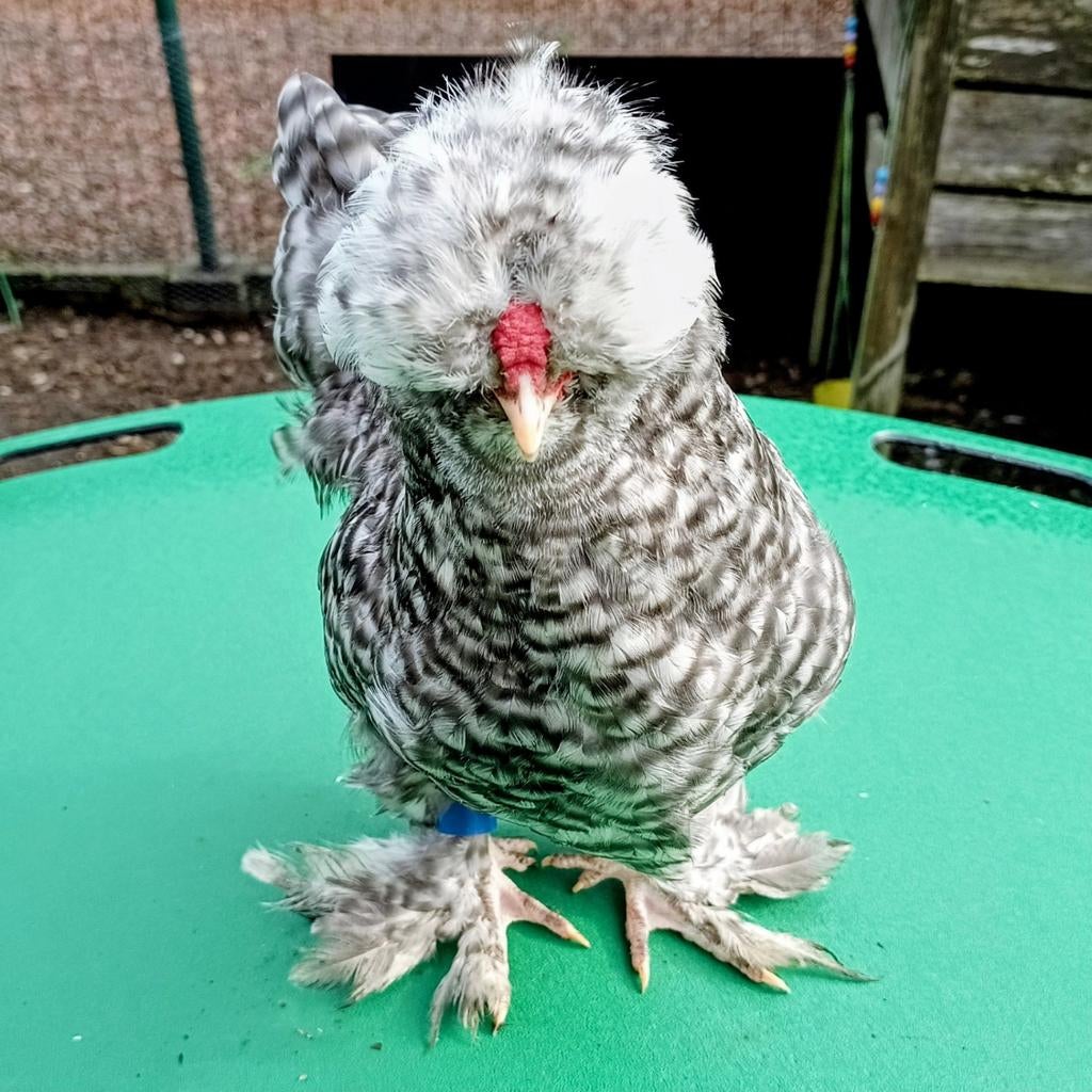 2 gladveer USA zijdehoen haantjes te koop, Dieren en Toebehoren