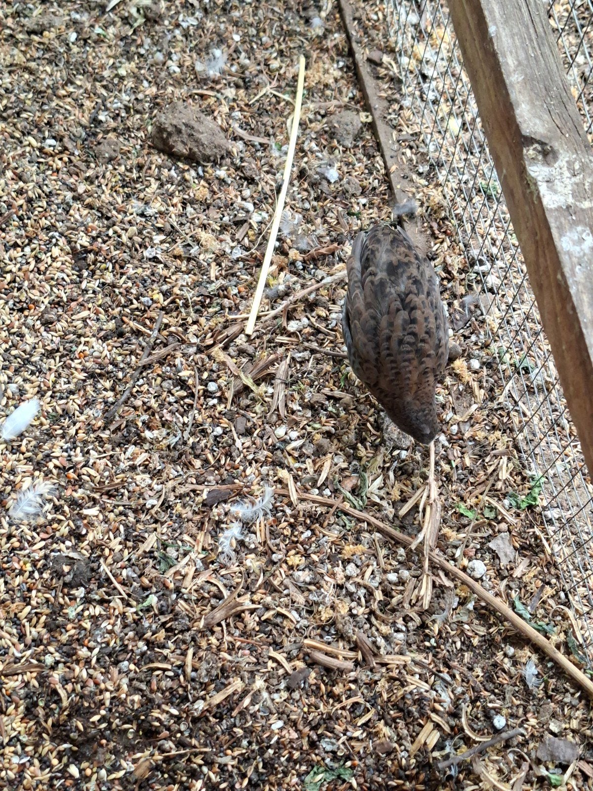 3 jonge chinese kwartels haantjes, Dieren en Toebehoren, Mannelijk, Overige soorten