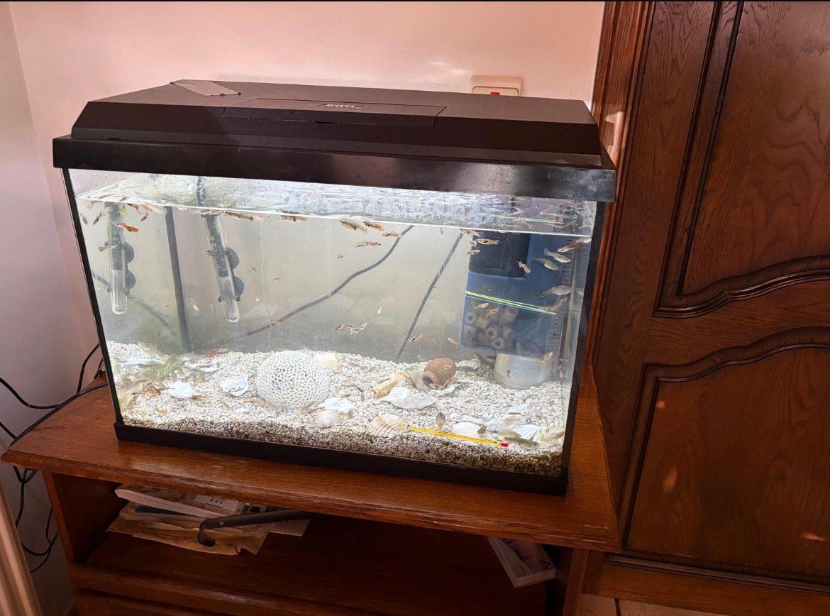 2 complete aquaria inclusief vissen, filters en accessoires, Ophalen, Inclusief vissen, Zo goed als nieuw, Gevuld zoetwateraquarium