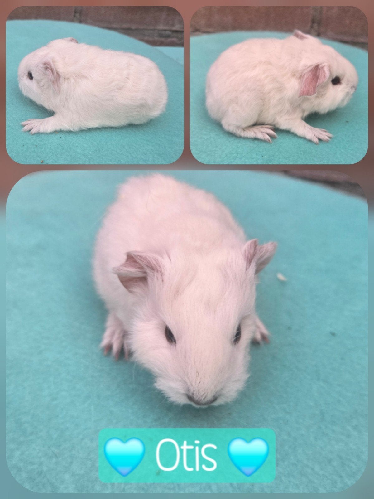 White Cali, noir ? CH Teddy : truies et ours !, Domestique, Septembre, Plusieurs animaux, Cobaye
