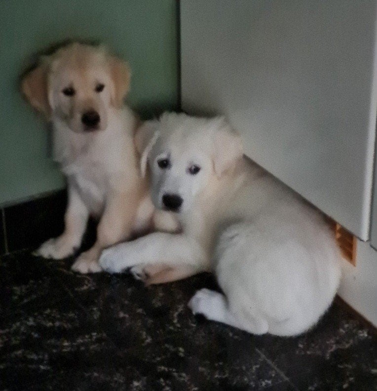 Golden retriever chiots vacciné,pucé,belge, Chien (mâle), Belgique, 8 à 15 semaines, Taille moyenne