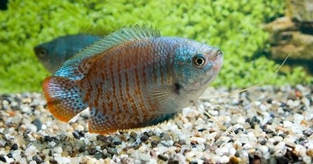 Hobbyaquarium Trichogaster Lalius neon koppel, Dieren en Toebehoren, Vissen | Aquariumvissen, Vis, Zoetwatervis, Schoolvis