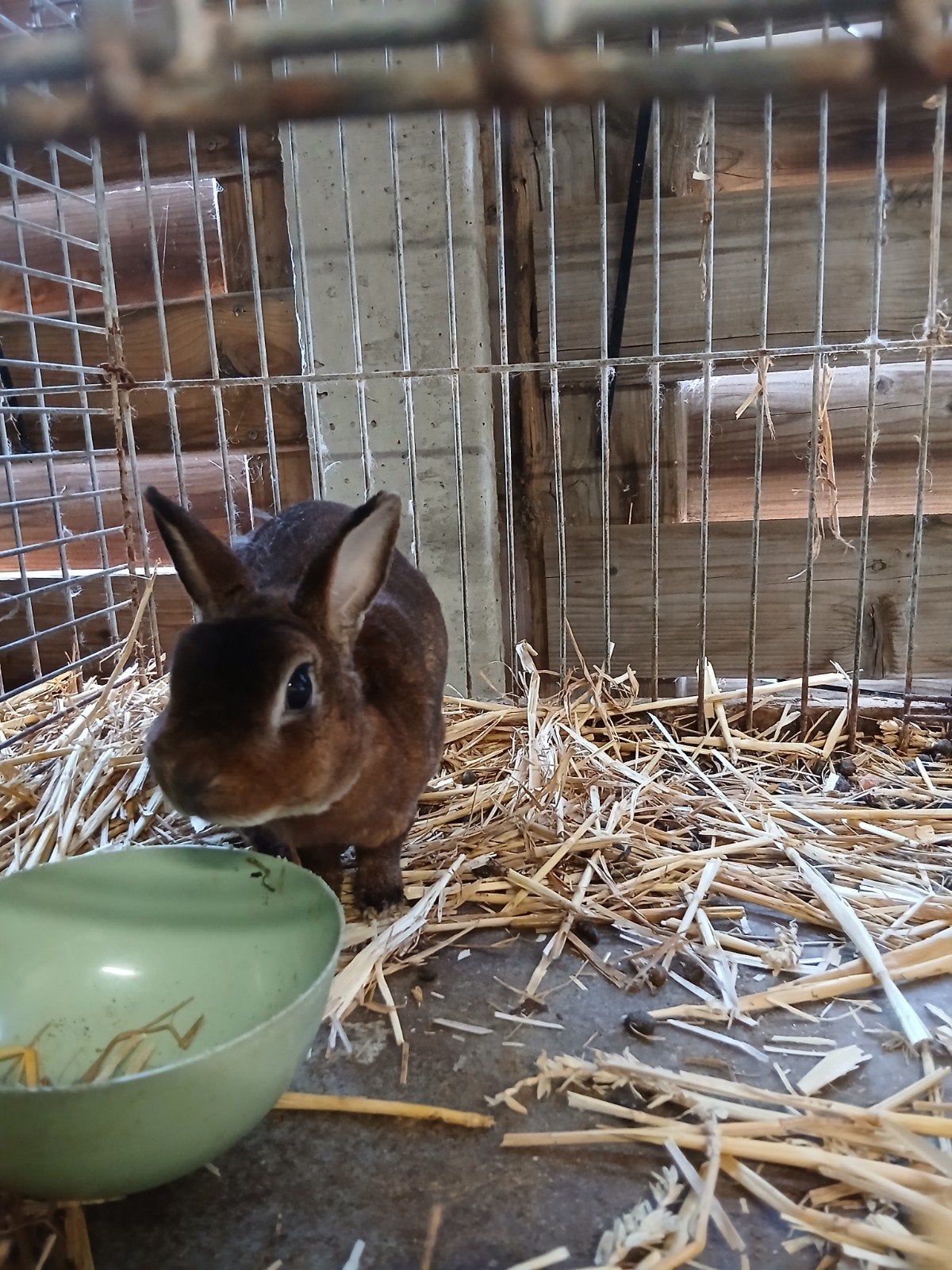 rex dwerg rammetje, Dieren en Toebehoren, Konijnen, Mannelijk, Dwerg, 0 tot 2 jaar