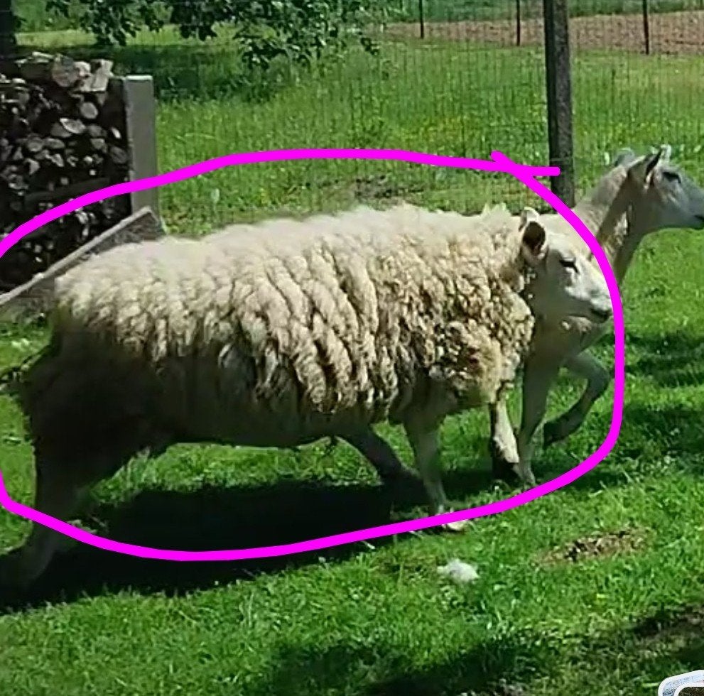 Mouton, Animaux & Accessoires