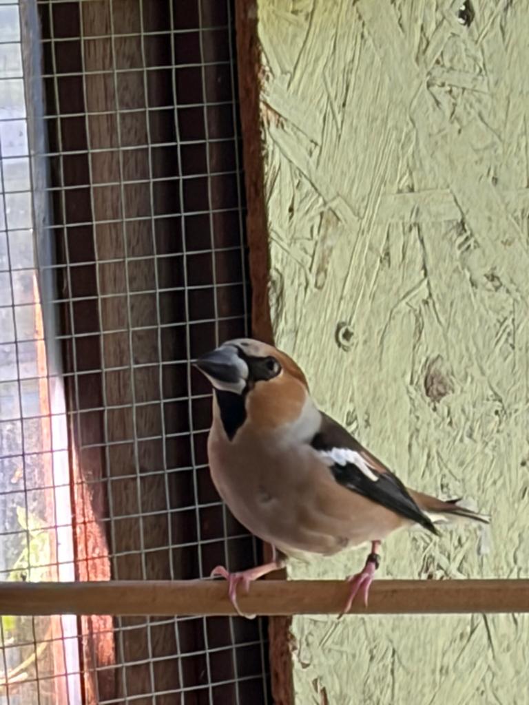 Kweekkoppel Europese Appelvinken, Dieren en Toebehoren, Vogels | Overige Vogels, Wildzangvogel, Meerdere dieren, Tam, Geringd