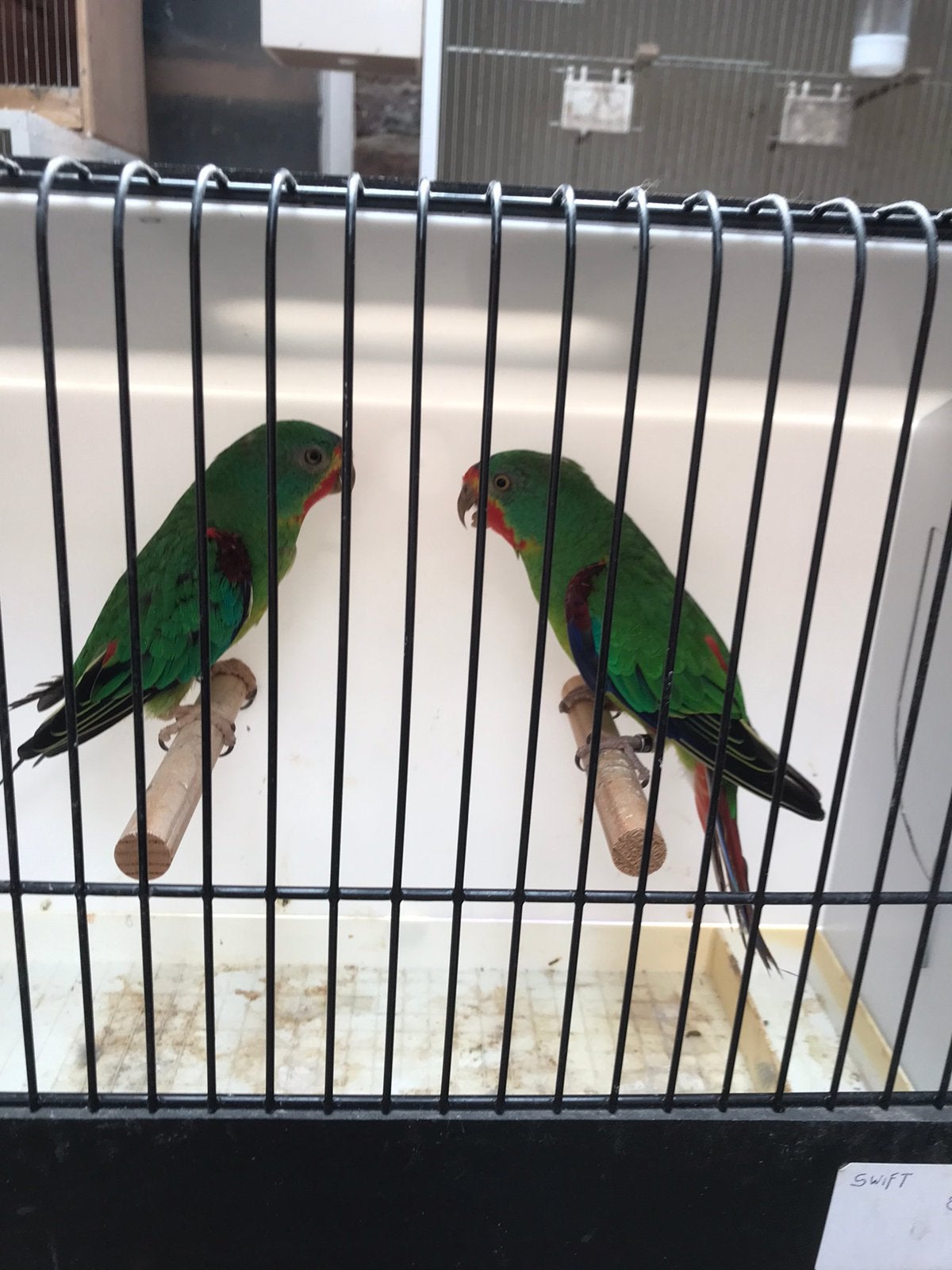 1 koppel swift parkieten