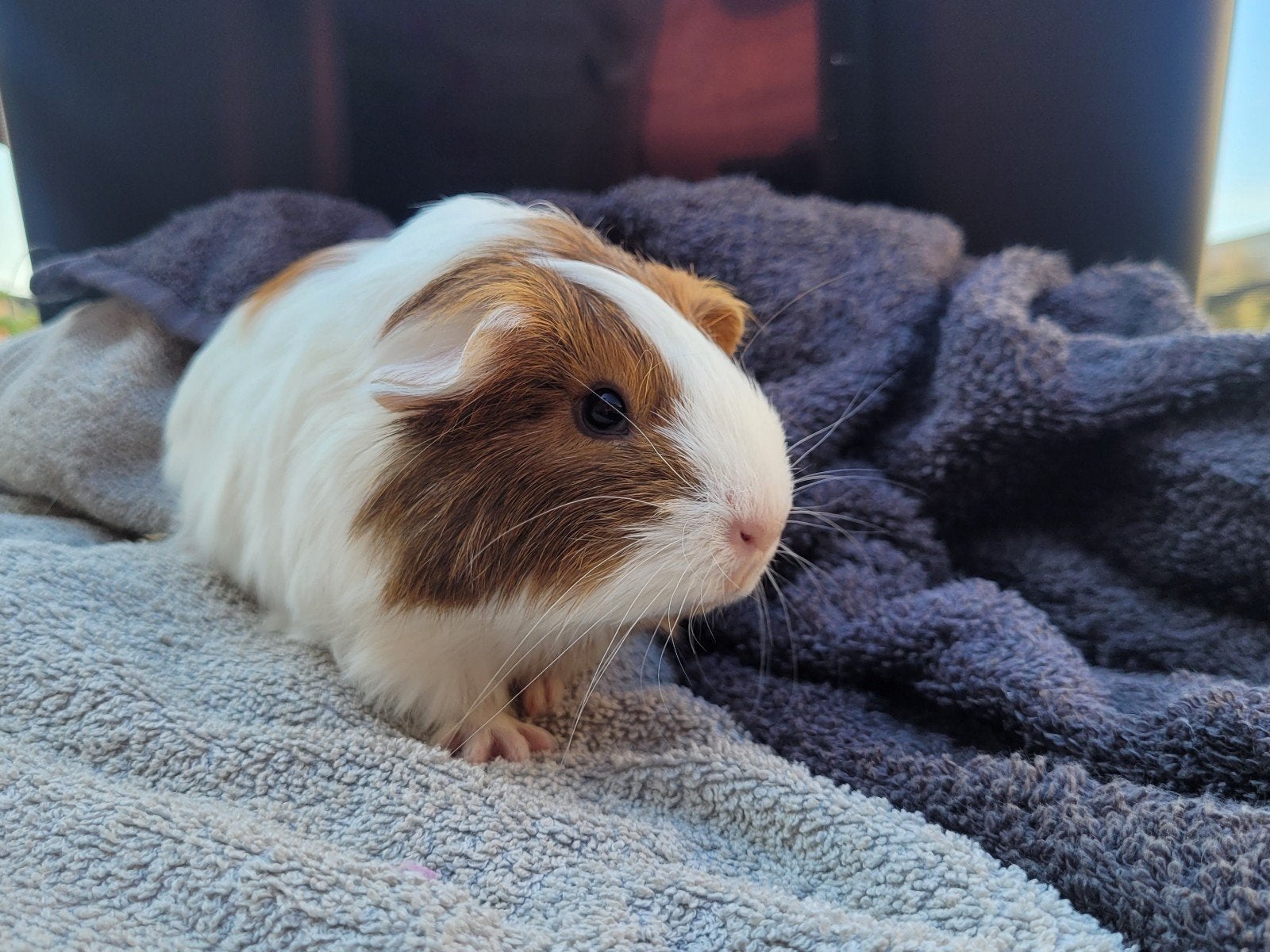 cavia zeugjes, Dieren en Toebehoren, Knaagdieren, Juli, Cavia