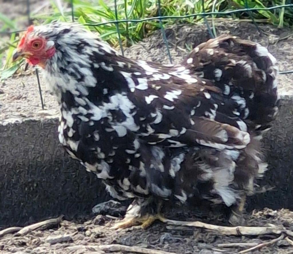 Cochin kriel broedeieren verkrijgbaar in Oost Vlaanderen!, Dieren en Toebehoren, Pluimvee