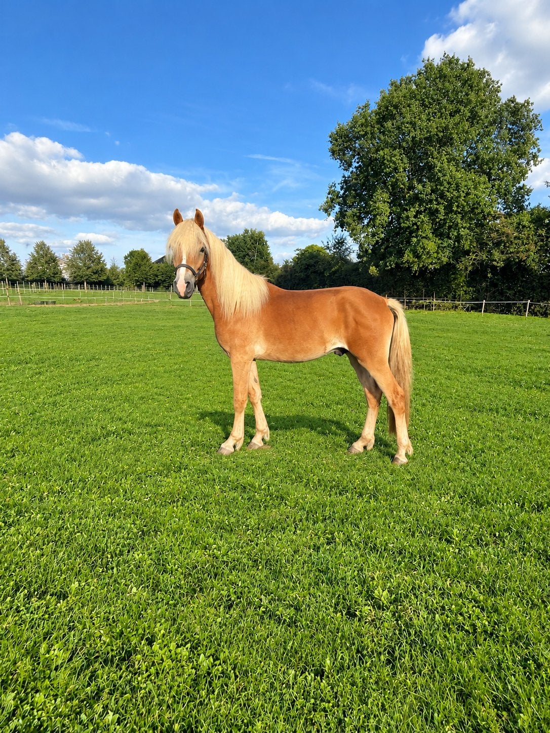 Knappe 2,5 jarige haflinger, Hongre, Non dressé, Poney D (1.37 m à 1.48m), Avec pedigree