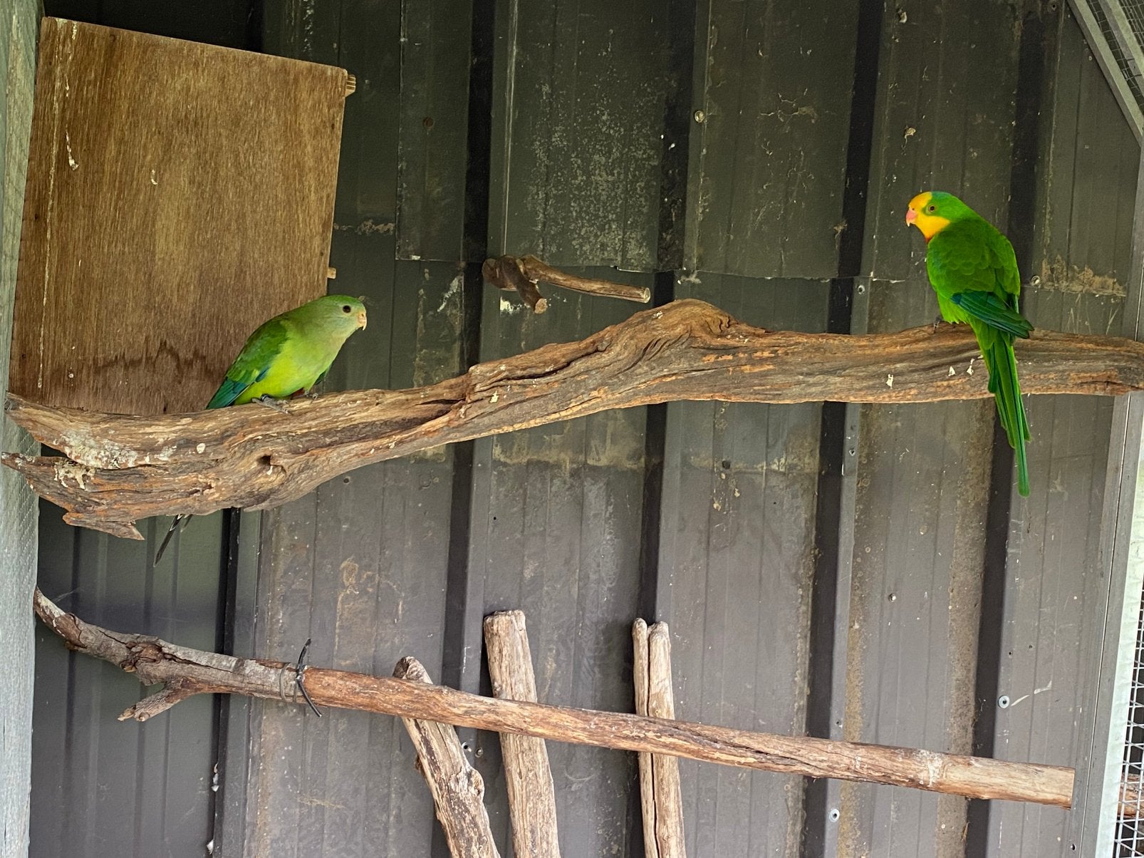 Koppel barraband parkieten, Plusieurs animaux, Perruche