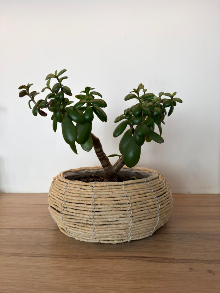 Plant met pot, Tuin en Terras, Bloempotten, Ophalen, Zo goed als nieuw